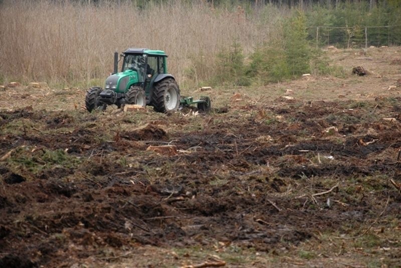 - Na przedwiośniu na szkółkach leśnych wyjmuje się sadzonki...