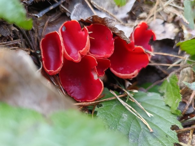 Czarka szkarłatna - jeden z najwcześniejszych grzybów. Można ją spotkać w lasach wczesną wiosną