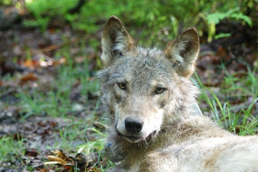 Świętokrzyski wilk Scyzor zaginął na Śląsku. Prawdopodobnie nie żyje