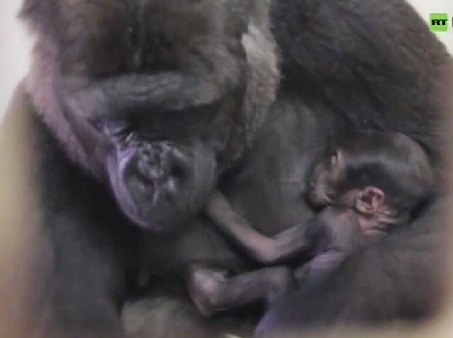Mbeli, gorylica żyjąca w zoo w Sidney, urodziła niedawno potomka