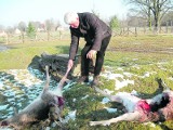 Watahy psów wałęsają się i zagryzają leśne zwierzęta. Gmina rozkłada ręce