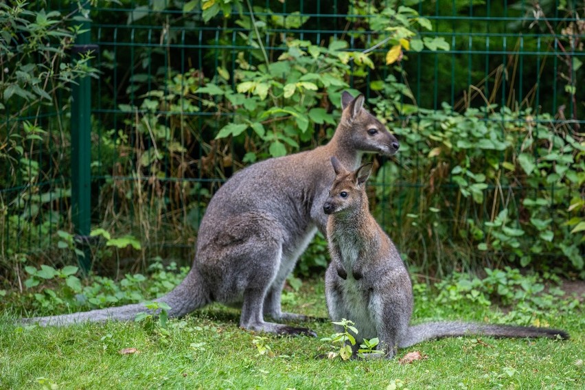 Osiołek o imieniu Olissa, młody żubr z Białowieży i mała...