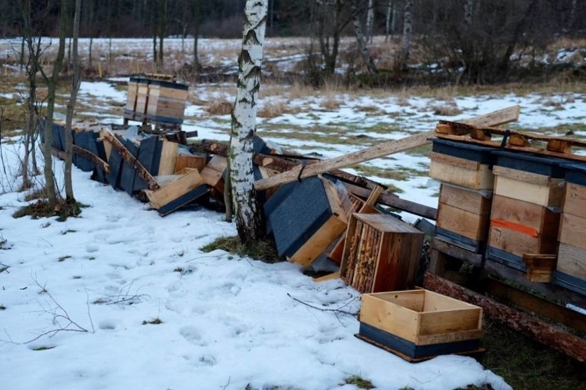 Ktoś zdemolował pasiekę koło Wałbrzycha. Powywracał ule, pozabijał pszczoły!