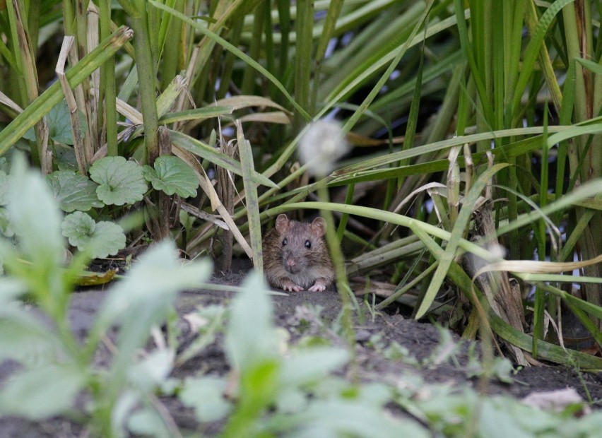 Szczury to od kilku lat coraz większy problem w Opolu