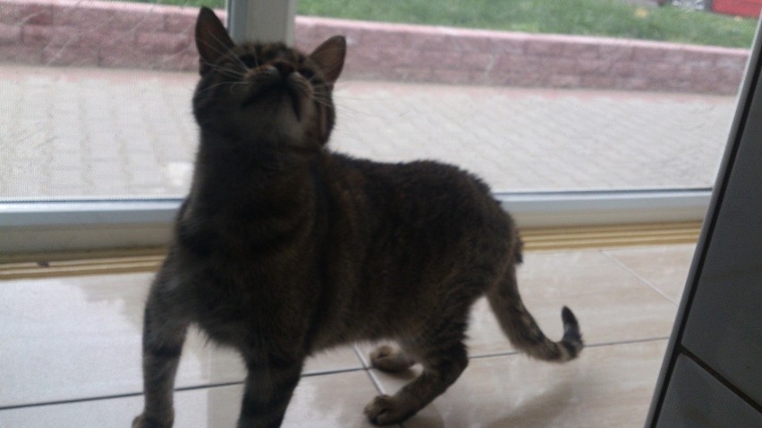 Blanka – kilkuletnia kotka, tragicznie doświadczona przez...