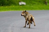 Wilk atakuje w biały dzień. Nie boi się ludzi