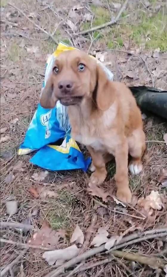 Ktoś bezduszny w Nisku porzucił w lesie psa w worku! Zwierzęciu pomogli policjanci. Zobacz zdjęcia