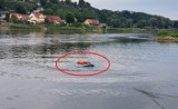 Samochód wpadł do rzeki w Słubicach. Mężczyzna czekał na pomoc na dachu dryfującego auta