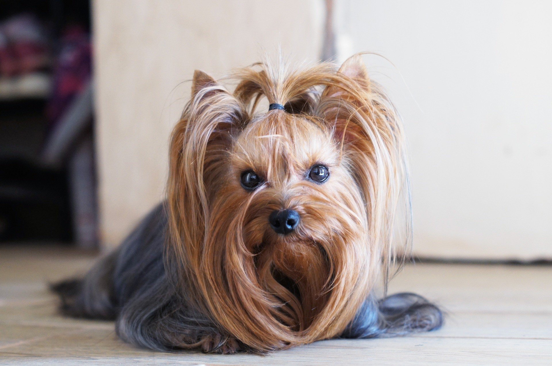 Te psy mają włosy zamiast sierści! Zobacz, jakie to rasy [GALERIA] | Gazeta  Wrocławska