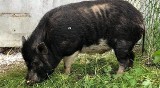 Bezdomna czarna świnka z Rychnów zyskała imię i nowy dom pod Toruniem