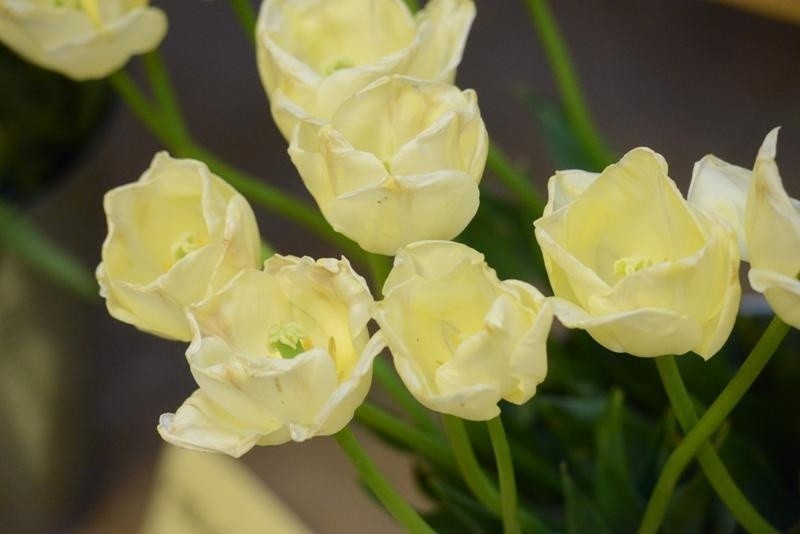 Odmiana Marii Kaczyńskiej to tulipany delikatne, które...