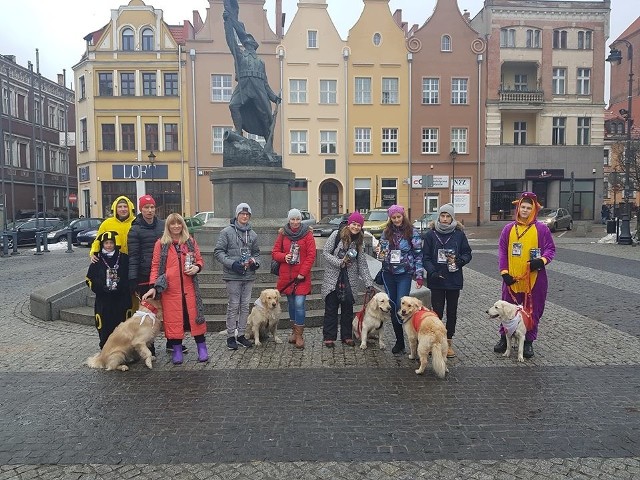 Psia ekipa ze swoimi właścicielami już kolejny raz włącza się w finał akcji Wielkiej Orkiestry Świątecznej Pomocy w Grudziądzu. Wśród czworonogów dominują labradory i golden retrivery. Z psiakami można zrobić sobie zdjęcie. Są to zwierzaki, które na co dzień pracują jako dogoterapeuci z dziećmi.