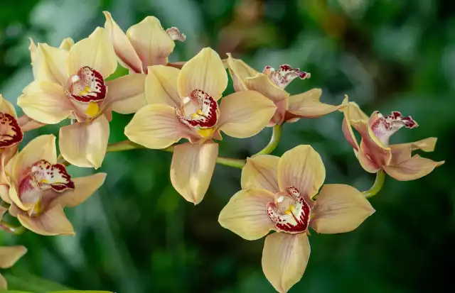 Storczyki cymbidium kiedyś były popularne jako kwiaty cięte. Obecnie można je także uprawiać w doniczkach.