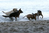 Strefy dla psów na plaży w Łebie działają, strefa dla palaczy już nie