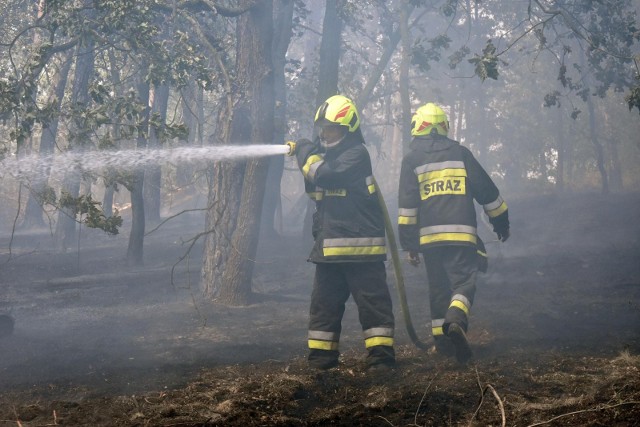 Pożar lasu wybuchł w okolicy wsi Prosna w powiecie grójeckim. Zdjęcie ilustracyjne.