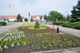 Dywany kwiatowe na placu Wolności we Włocławku będą gotowe do końca czerwca. Trwają nasadzenia