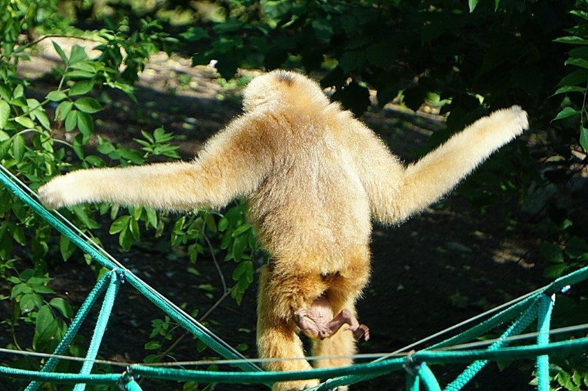 Nowy mieszkaniec ZOO we Wrocławiu - póki co jest bardzo...