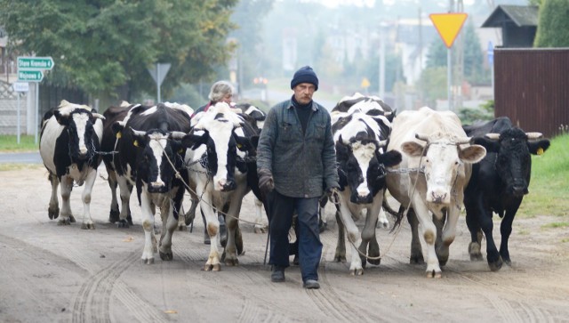 Henryk Drozda, wraz ze swoją żoną, przepędzają krowy kilka razy dziennie. Do tej pory ich praca była utrudniona, bo droga prowadziła przez ruchliwą jezdnię. Dzięki znakom, kierowcy ściągną nogę z gazu.