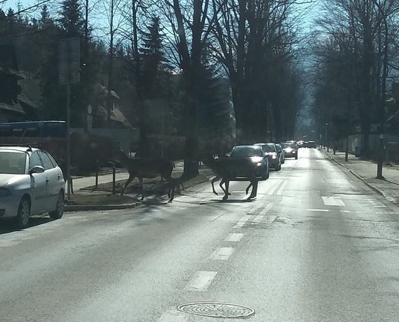 Łanie przechodzą przez przejścia dla pieszych na ulicy...