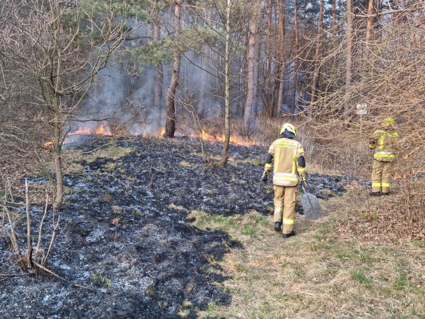 Powiat krakowski. Plaga wypalania traw. Pożary przybierają niebotyczne rozmiary na polanach i w lasach
