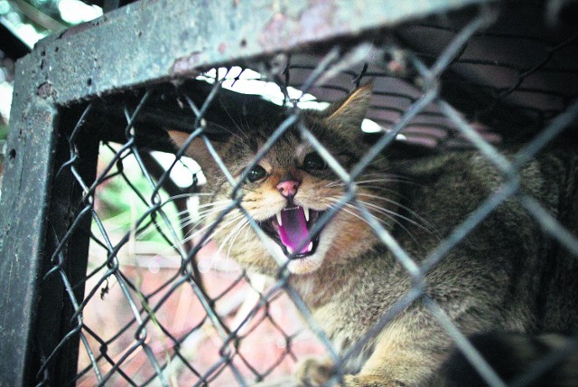 Kapitan Żbik - nowy nabytek wrocławskiego zoo