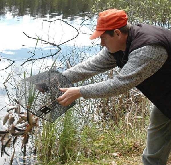 Ryby złowione przez Piotra Komisarczyka w chwilę po zważeniu trafiły do jeziora
