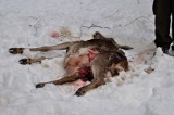 Puszcza Knyszyńska. Bezpańskie psy zabijają jelenie i sarny (drastyczne zdjęcia)