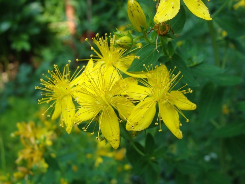 Kwiaty dziurawca mają intensywnie żółte płatki (z drobnymi,...
