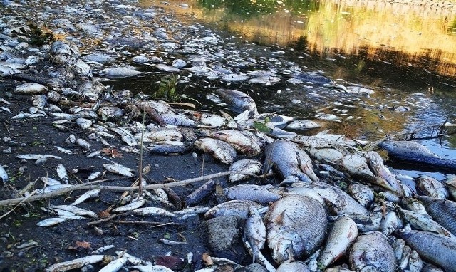 Berlińska administracja ds. środowiska usunęła w poniedziałek około 2,5 metra sześciennego martwych ryb z różnych kanałów.