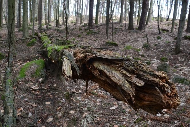 28 szczytów w 54 godziny, czyli Korona Gór Świętokrzyskich została zdobyta. Od Fajnej Ryby do Łysicy. Zobaczcie film i zdjęcia