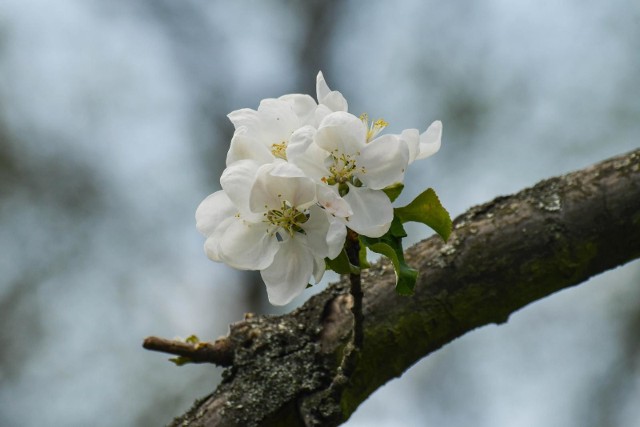 Ogród botaniczny UKW znajduje się teraz w pełnym rozkwicie. W tym roku królestwo flory wzbogaciło się o ścieżkę edukacyjną z roślinami cieniolubnymi. Pojawił się rabaty roślin wydmowych i kwaśnolubnych oraz rabata ziołowa – przy której osoby niewidzące i słabo widzące mogą zapoznać się z różnymi odmianami ziół za pomocą zmysłów. Kwitną nie tylko kwiaty, ale też drzewa, jak np. jabłonie, śliwy czy wiśnie.