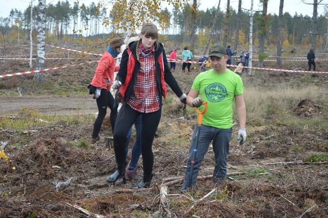 Leśnictwo Zdroje. Wielka akcja sadzenia lasu na terenach, przez które przeszła nawałnica. Zobacz fotorelację.