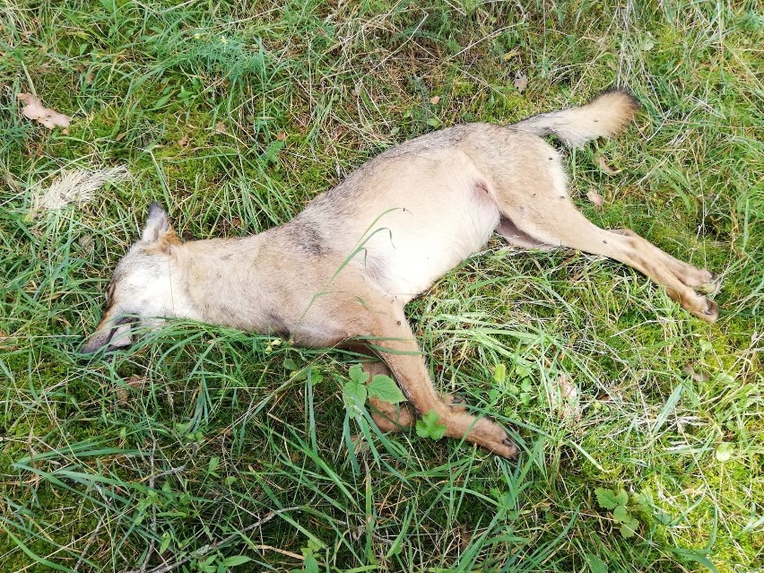 Martwego wilka (młoda wadera) znalazł niedaleko Bożanki (gm....