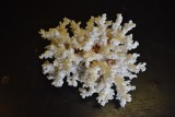 Nietypowy przemyt. Koralowiec na granicy w Korczowej, pławikonik japoński w Medyce [ZDJĘCIA]