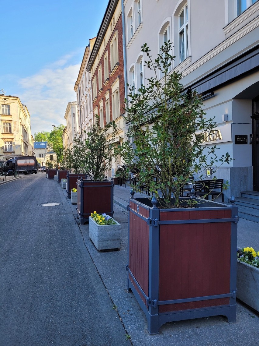 Kraków. Zieleń z placu Nowego przechodzi metamorfozę. Pomóc mają patyczki, ale czy nie zaszkodzi alkohol? [ZDJĘCIA]