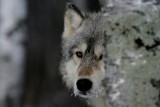 Nie taki wilk straszny, jak go malują? Czy łatwo spotkać go w polskich lasach? Wilk, tak jak każdy drapieżnik, są jest oportunistą