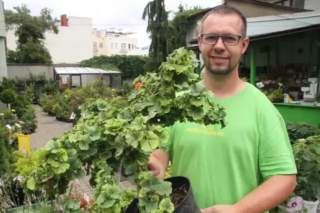 Piotr Gorzelak, specjalista  z ACM Agrocentrum w Kielcach prezentuje miłorząb japoński, idealny na słoneczne, suche miejsca.