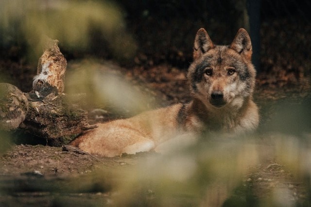 W ostatnim czasie władze kilku lubuskich gmin ostrzegały mieszkańców przed wilkami.
