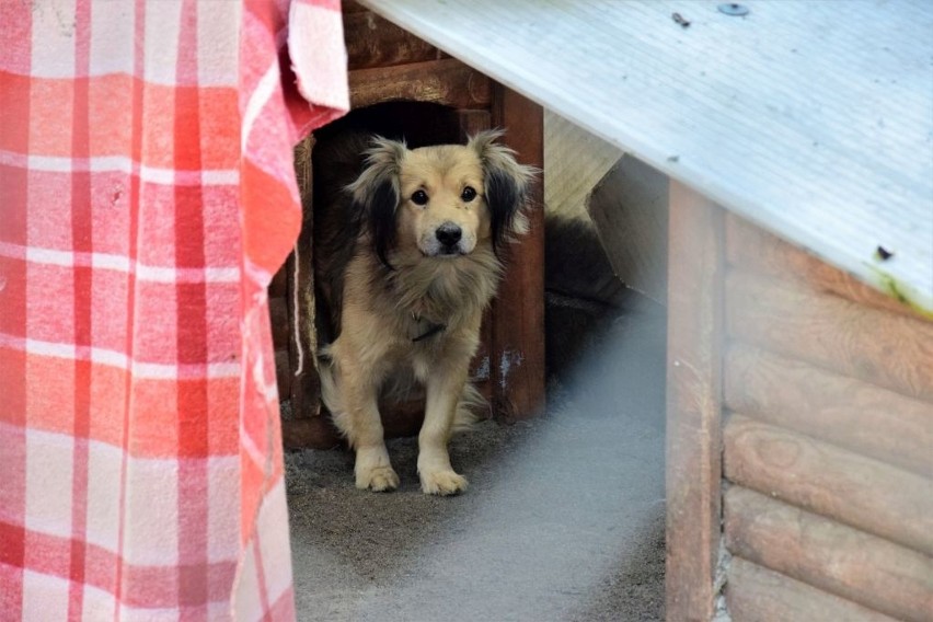 W inowrocławskim schronisku aktualnie przebywa 149 psów. Ich...