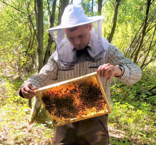 - Granice są po to by je przekraczać i wyznaczać nowe – mówi podleśniczy Dominik Niemczyk, który opiekuje się rodzinami pszczelimi i przypomina, że pszczelarstwo miejskie jeszcze kilka lat temu też traktowane było jak ciekawostka.
