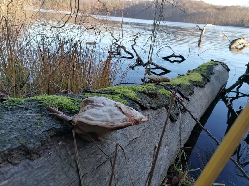 Łagów zaskakuje bez końca. Widać taka jego natura. A mamy ją...