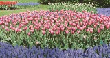 23 – 24 kwietnia na Partynicach nastąpi ogrodniczy początek wiosny! Piąta edycja Kiermaszu Ogrodniczego „Pamiętajcie o ogrodach”