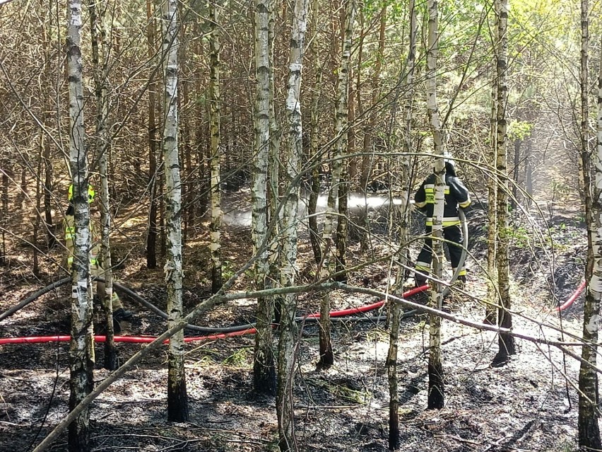 W leśnictwie Szumowo spłonął ponad hektar lasu