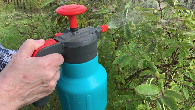 Olejek z drzewa herbacianego zwalcza bakterie i grzyby. Można go stosować również w ogrodzie przeciwko chorobom roślin, a także do odstraszania mszyc, komarów i kleszczy.