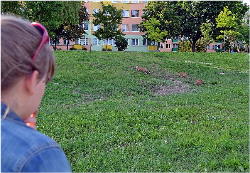 Lisy w Lublinie. Dzikie zwierzęta zadomowiły się w mieście (ZDJĘCIA)