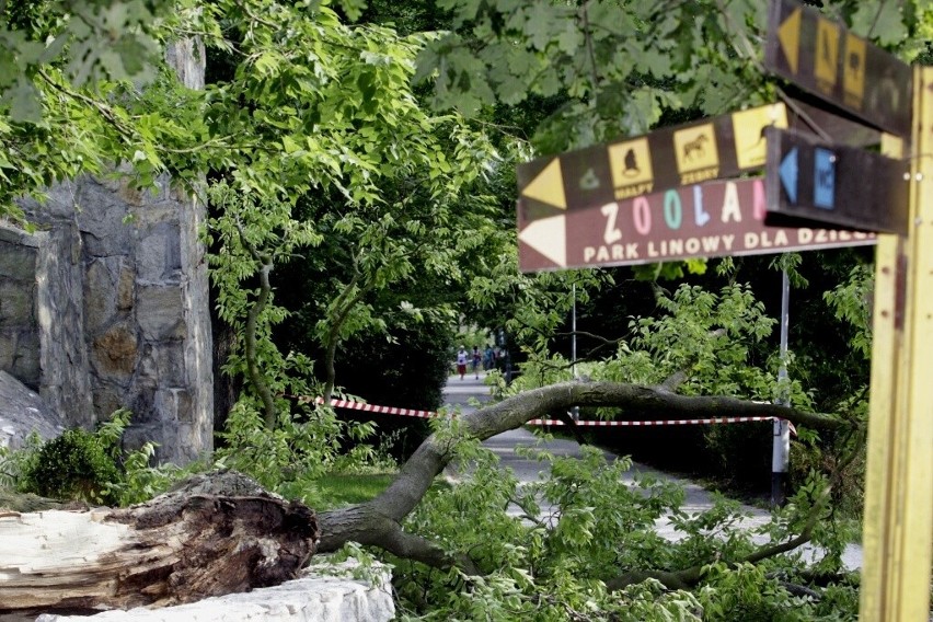 Wypadek w zoo. Konar spadł na dwie kobiety, trafiły do szpitala (ZDJĘCIA)