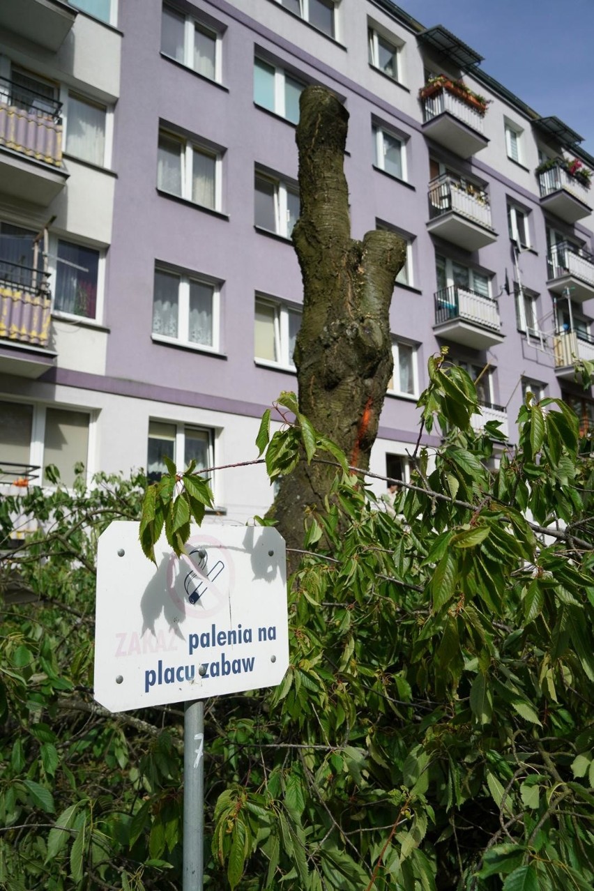 Wycinka drzew na osiedlu Piasta zbulwersowała mieszkańców