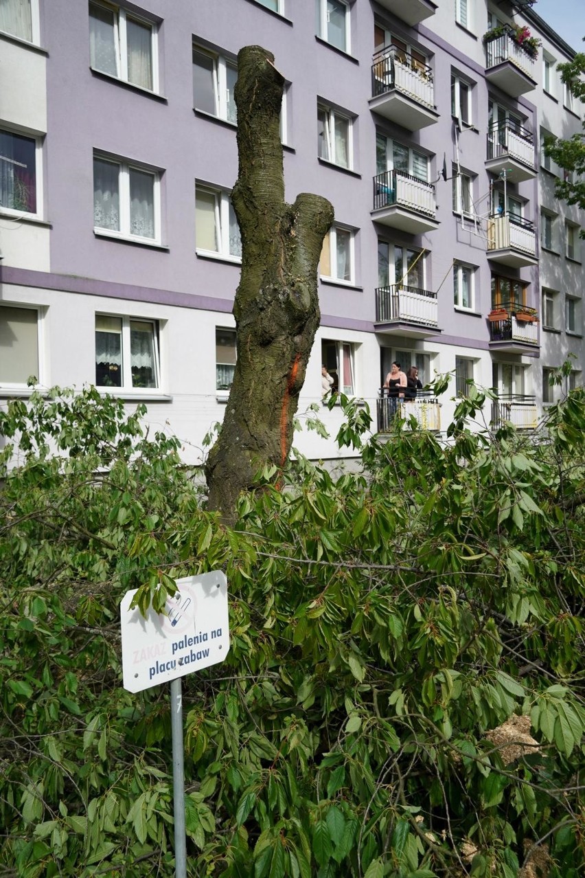 Wycinka drzew na osiedlu Piasta zbulwersowała mieszkańców
