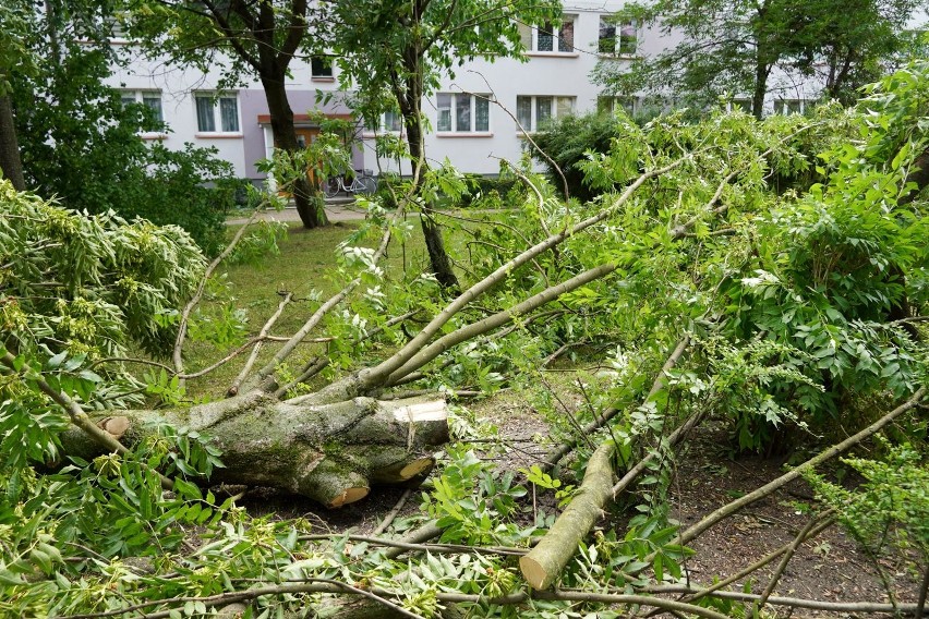 Wycinka drzew na osiedlu Piasta zbulwersowała mieszkańców