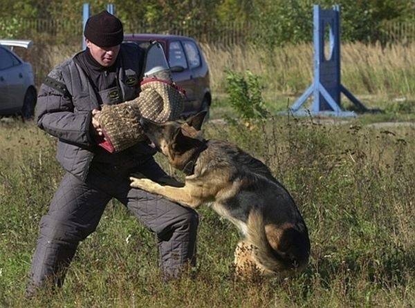 Widowiskowym elementem szkolenia jest atak psa na pozoranta.